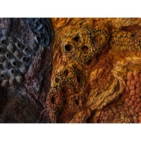 <a href=https://www.galeriegosserez.com/gosserez/artistes/l-c-lab.html> L&C Lab</a> - Biomater - Free Shape II